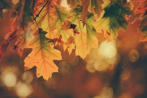 Autumn Game-Changers