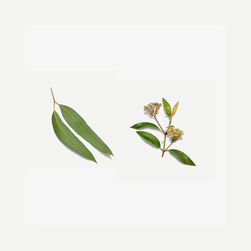 Love Tea Australian Botanical Tea Grocery Oborne Health Supplies/CH2 