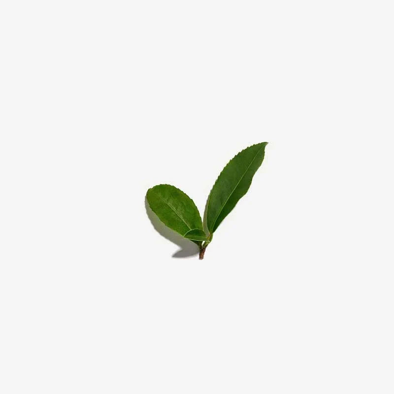Love Tea Australian Sencha Tea Loose Leaf 100g Herbal Teas Oborne Health Supplies/CH2 